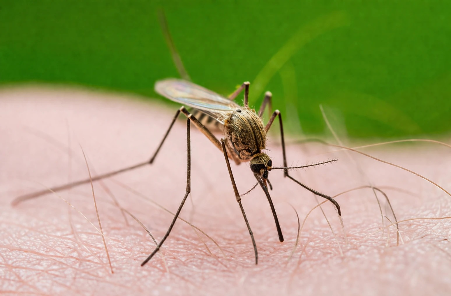mosquito image for homepage