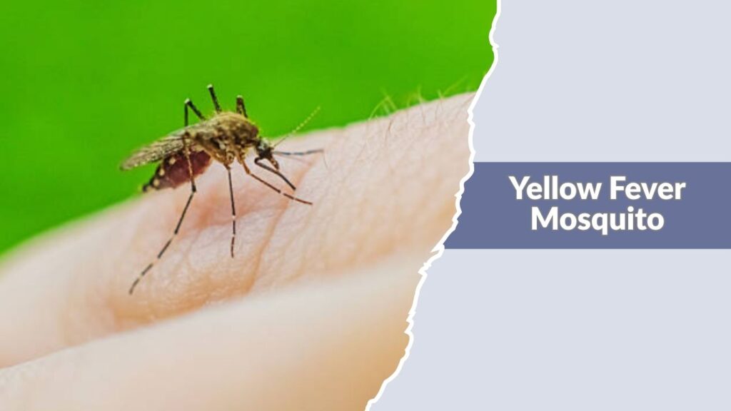 Yellow Fever Mosquito
