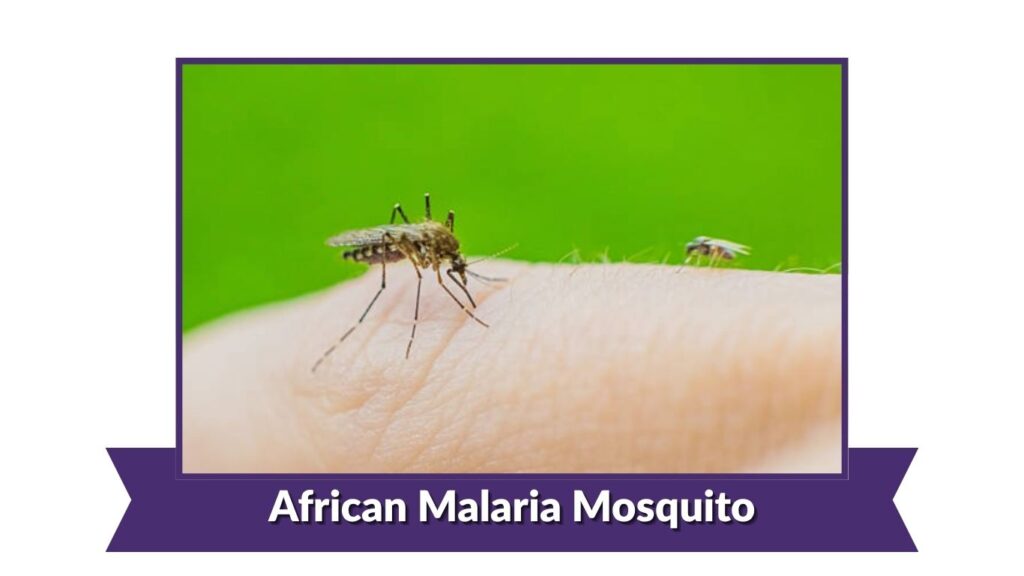 African Malaria Mosquito