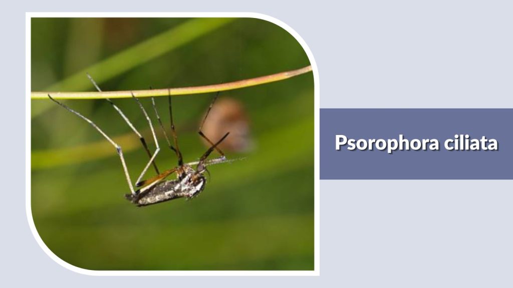 Psorophora ciliata