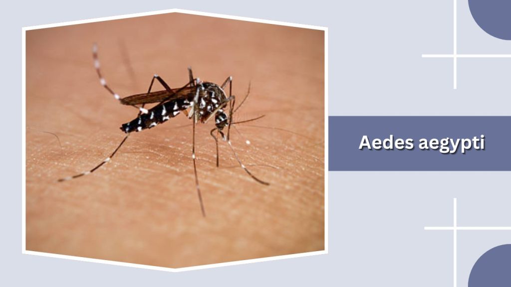 Aedes aegypti