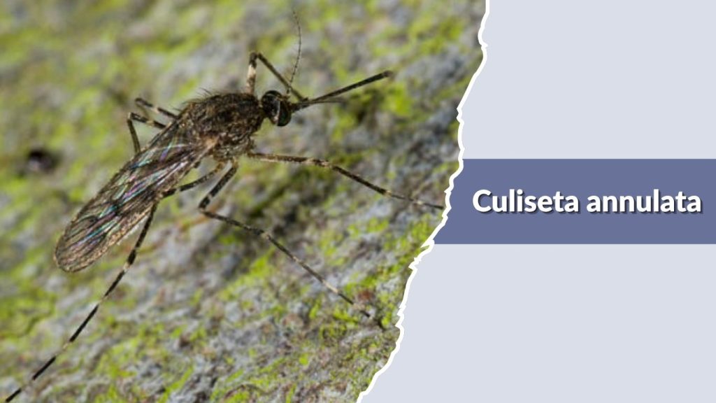 Culiseta annulata