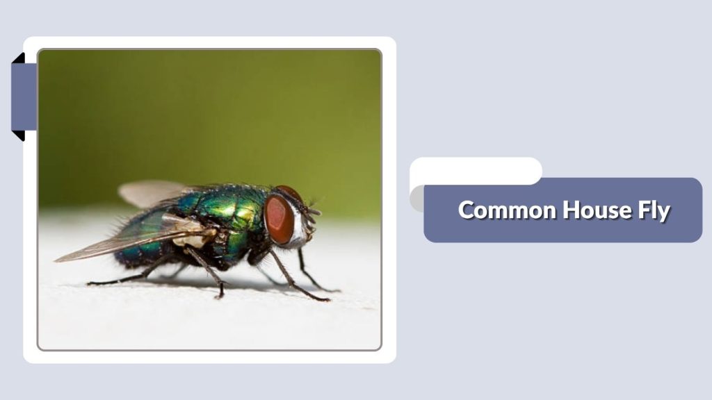 Common House Fly