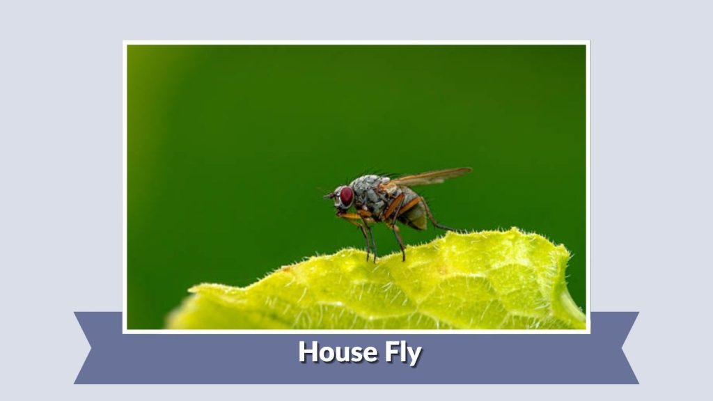 House Fly
