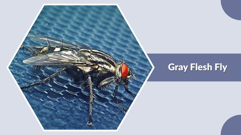 Gray Flesh Fly