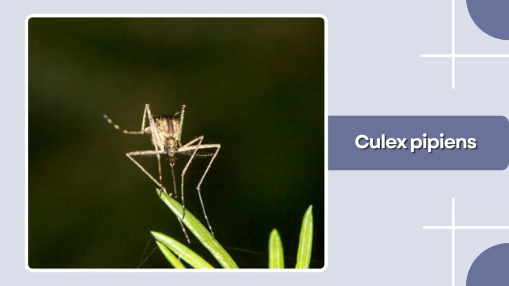 Culex pipiens