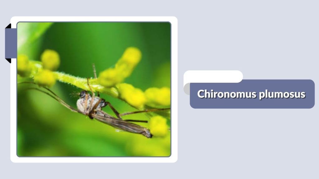 Chironomus plumosus