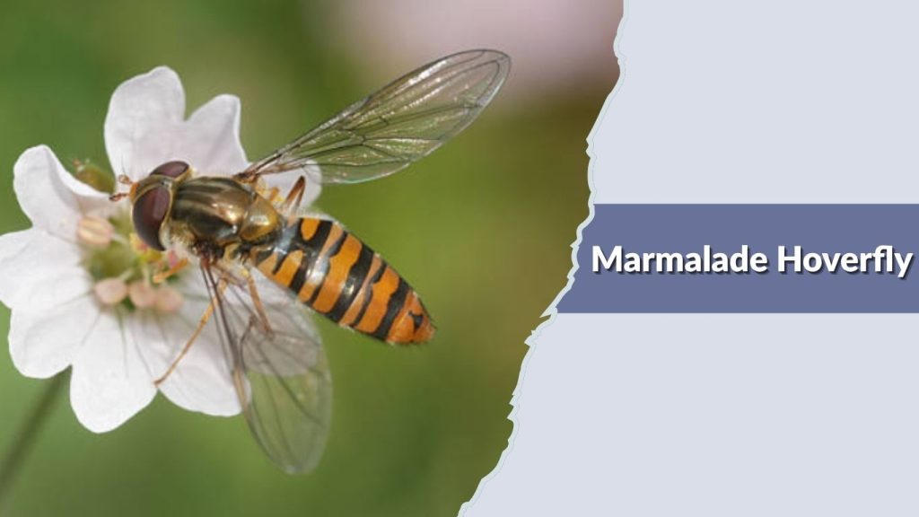 Marmalade Hoverfly