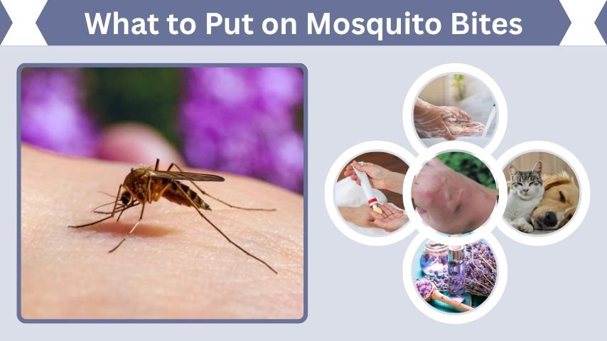 What to Put on Mosquito Bites: Relief, Remedies, and Treatment
