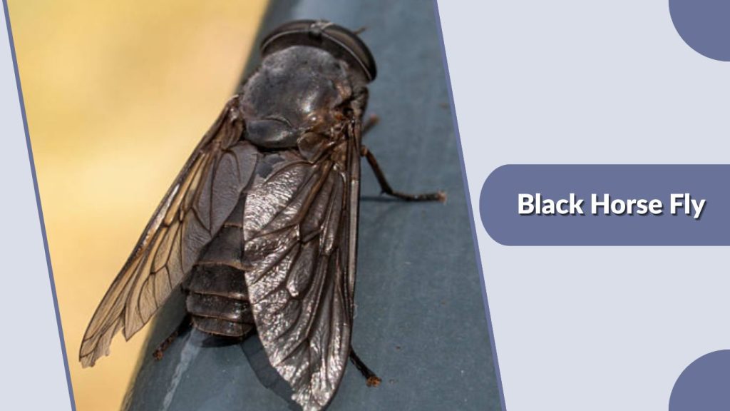 Black Horse Fly