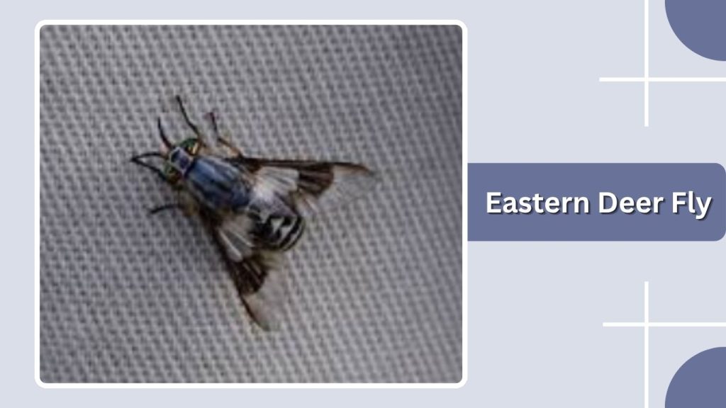 Eastern Deer Fly