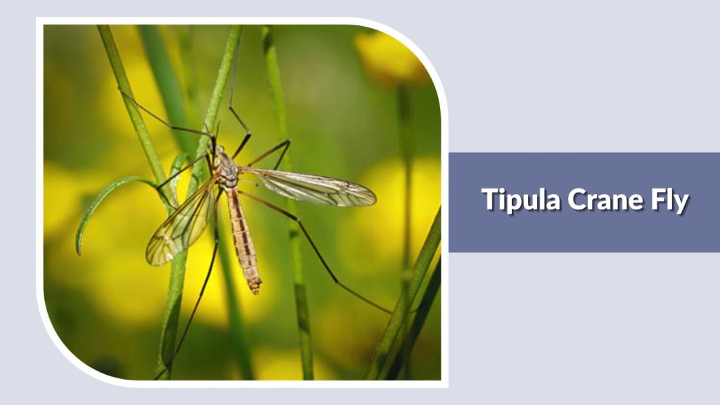 Tipula Crane Fly