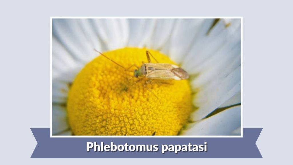 Phlebotomus papatasi
