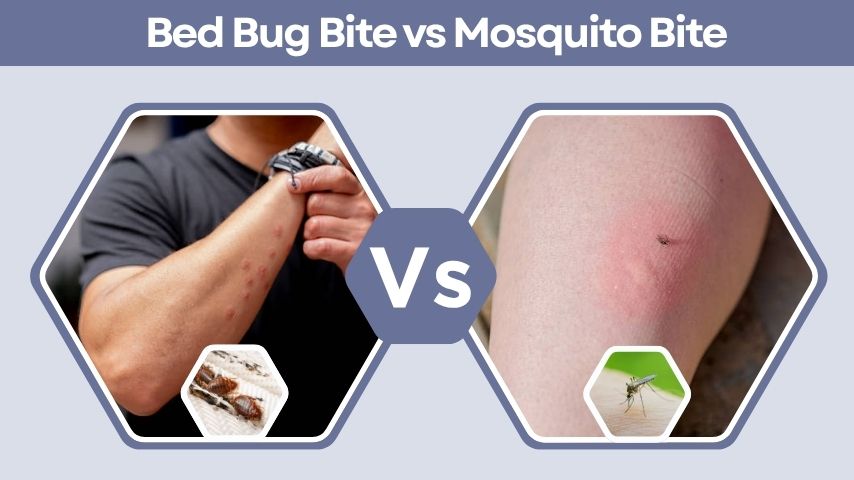 Bed Bug Bite vs Mosquito Bite Identification Guide