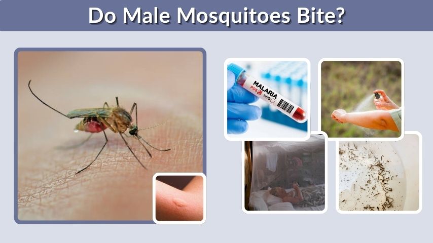 Do Male Mosquitoes Bite? The Facts Behind Mosquito Bites