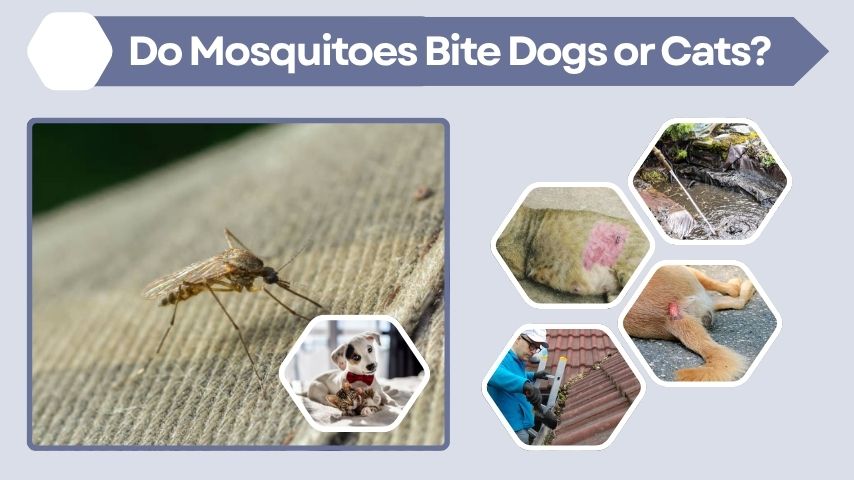 Do Mosquitoes Bite Dogs or Cats? Pet Safety Guide