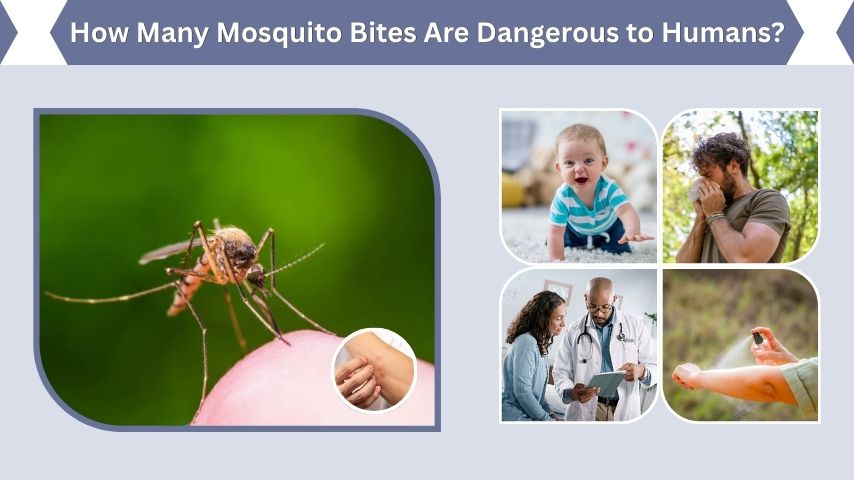 How Many Mosquito Bites Are Dangerous to Humans?