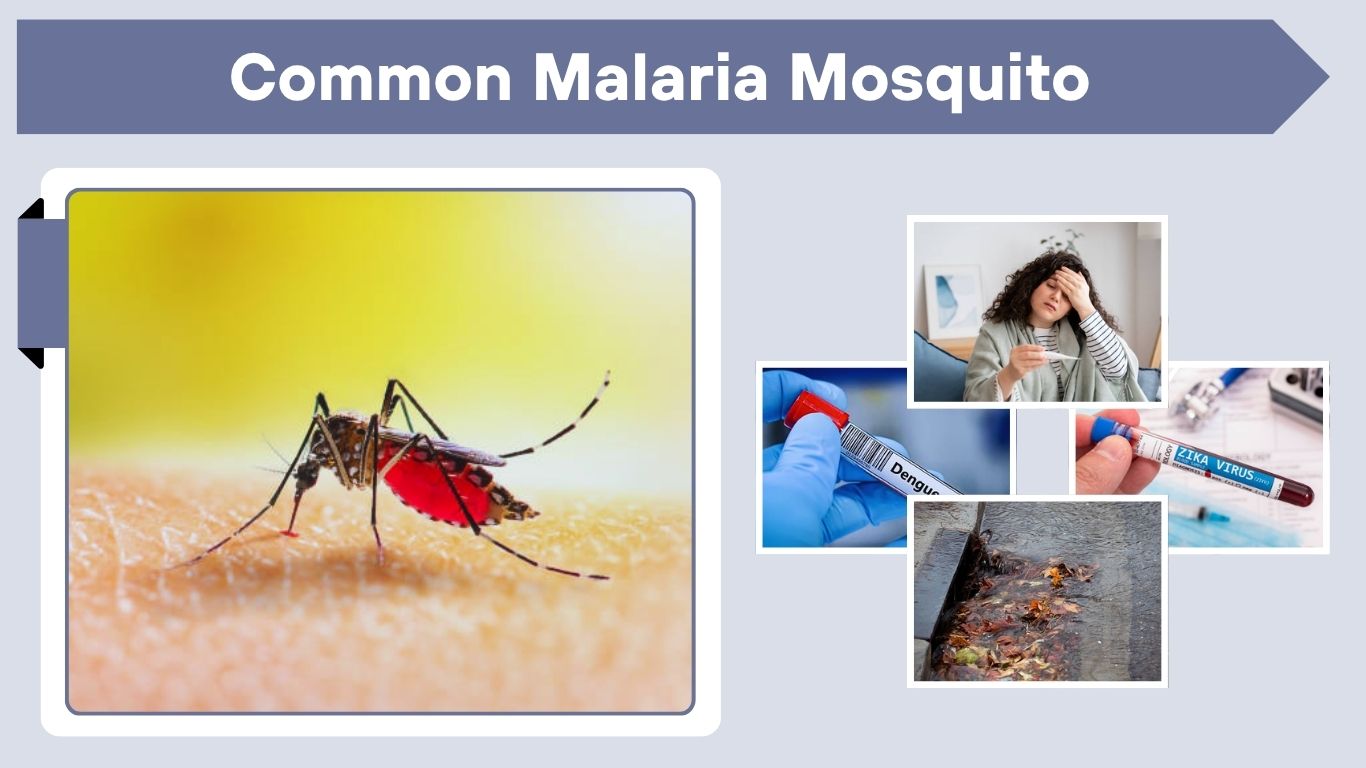 Common Malaria Mosquito: Species, Habitat, Risks & Facts