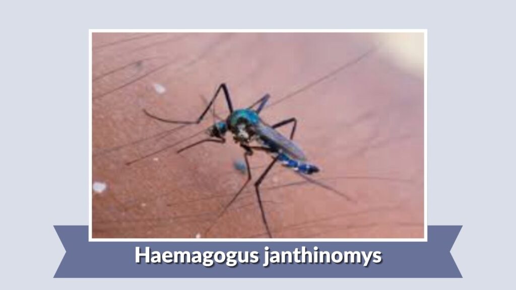 Haemagogus janthinomys