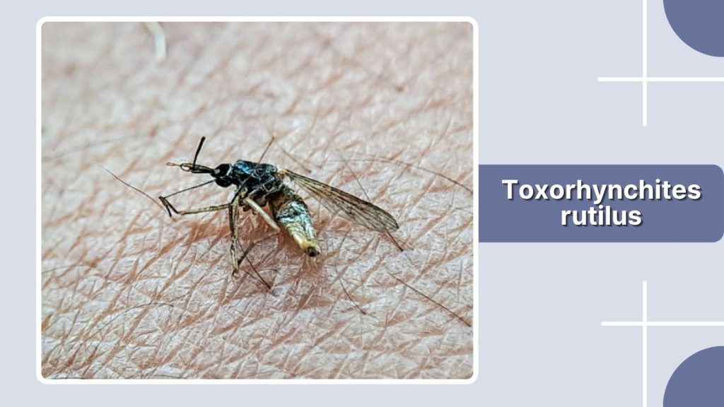 Toxorhynchites rutilus