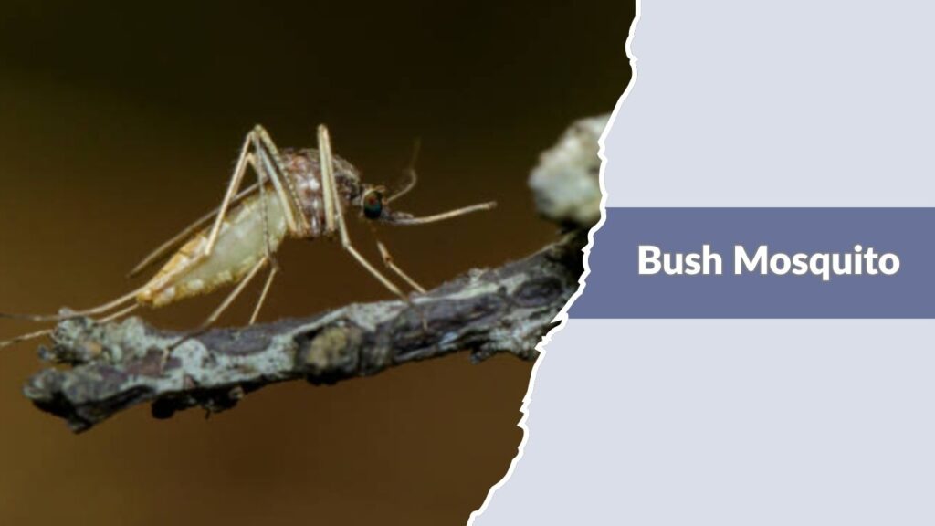 Bush Mosquito