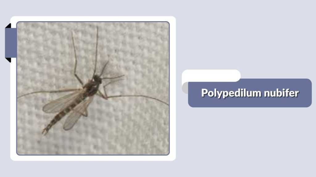 Polypedilum nubifer