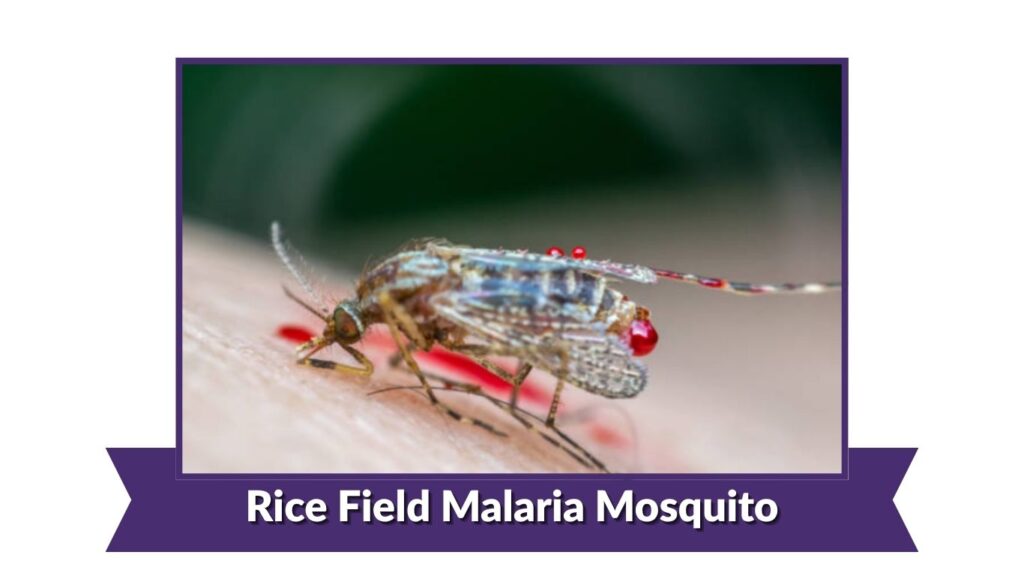 Rice Field Malaria Mosquito