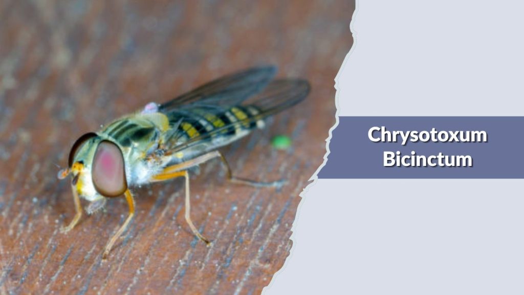 Chrysotoxum Bicinctum