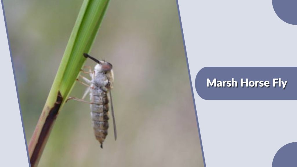 Marsh Horse Fly