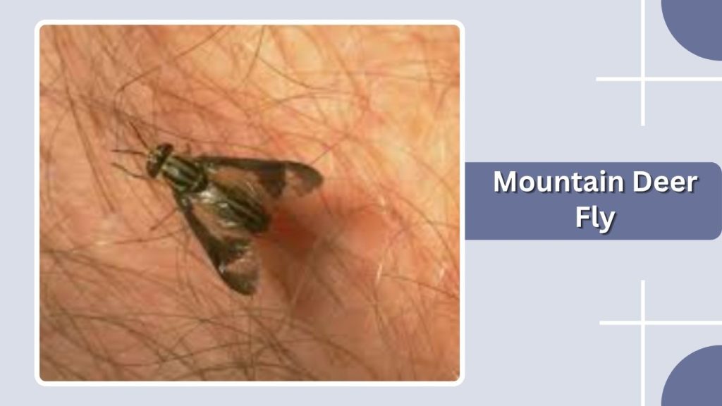 Mountain Deer Fly