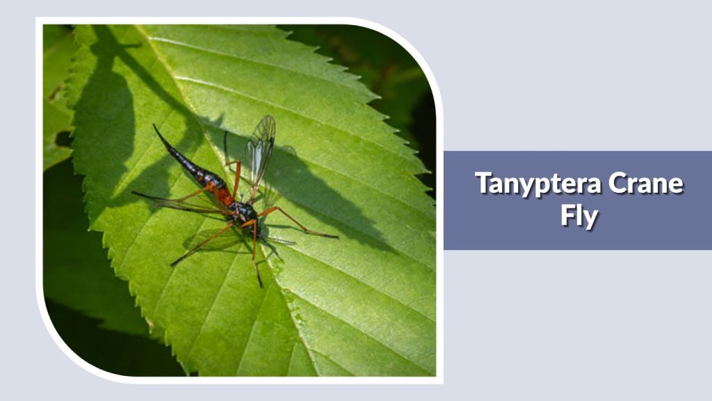 Tanyptera Crane Fly