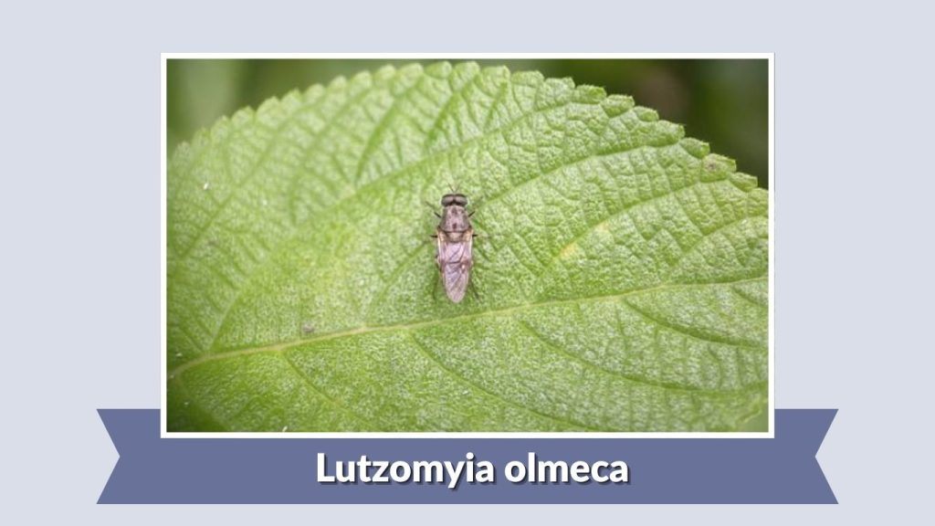 Lutzomyia olmeca