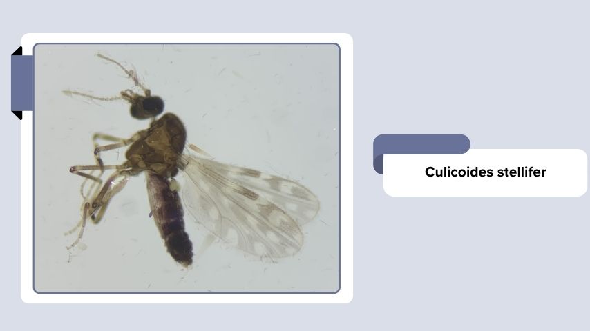 Culicoides stellifer