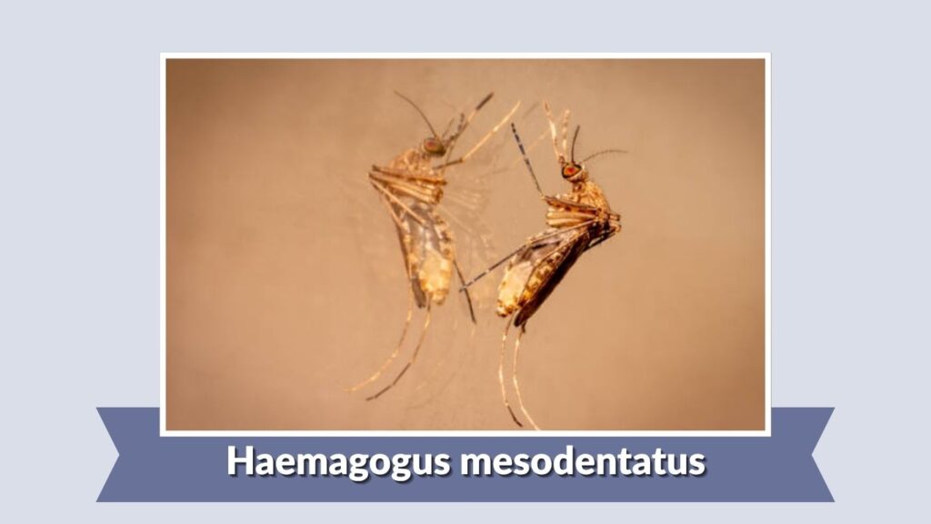 Haemagogus mesodentatus