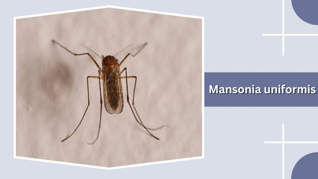 Mansonia uniformis