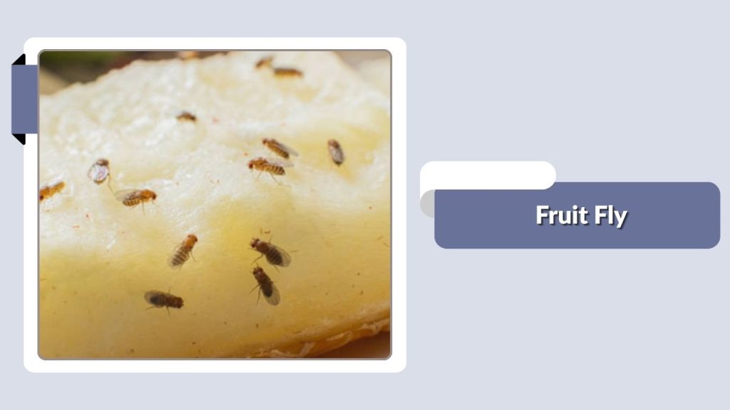 Fruit Fly
