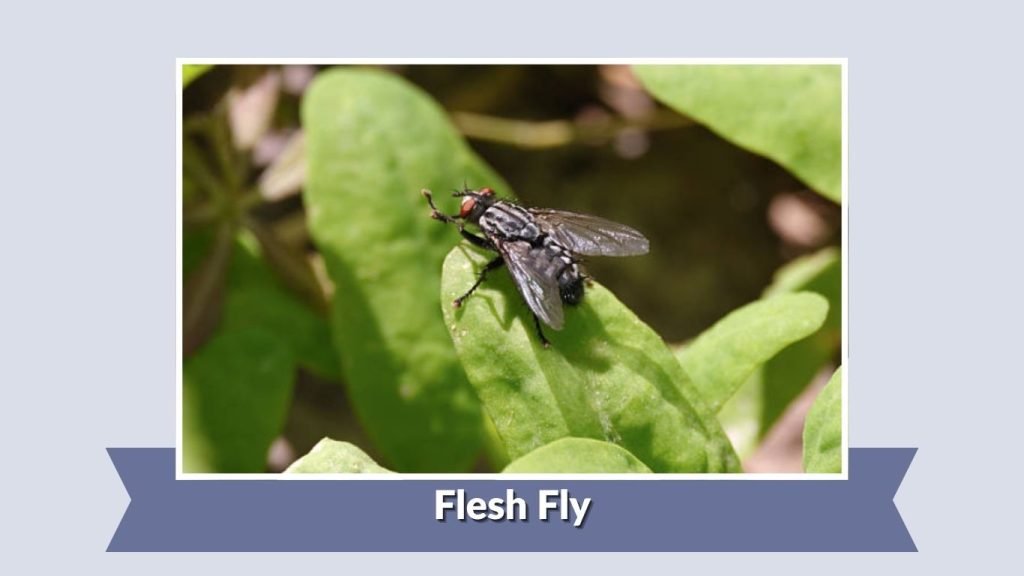 Flesh Fly