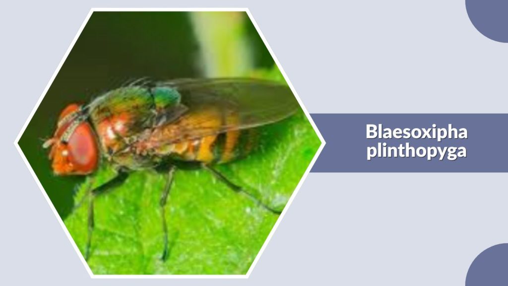 Blaesoxipha plinthopyga