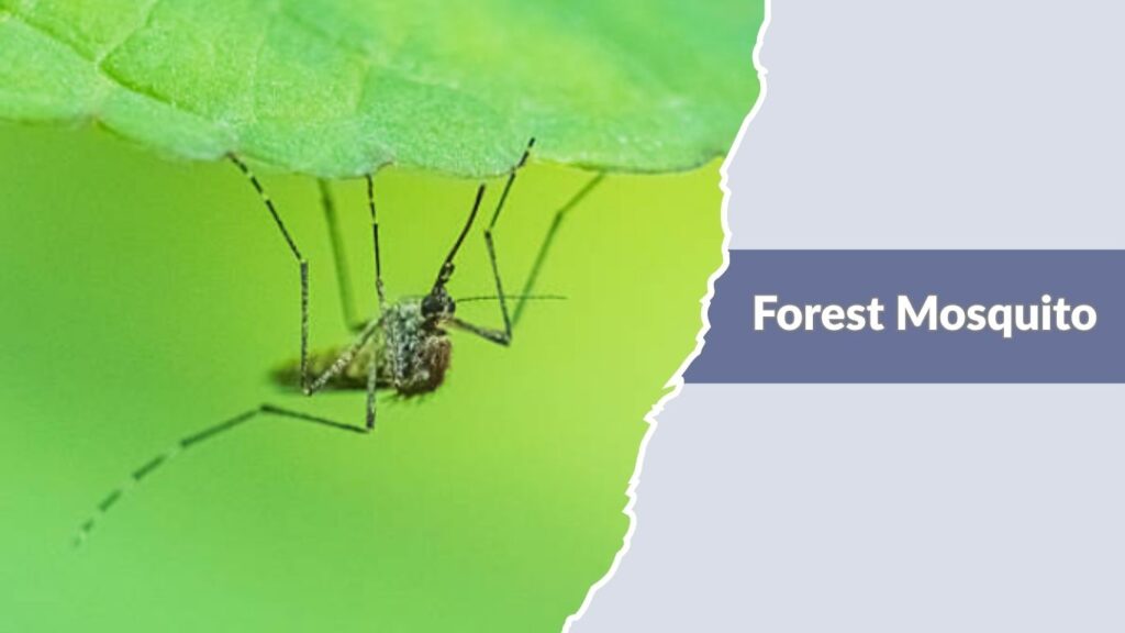 Forest Mosquito