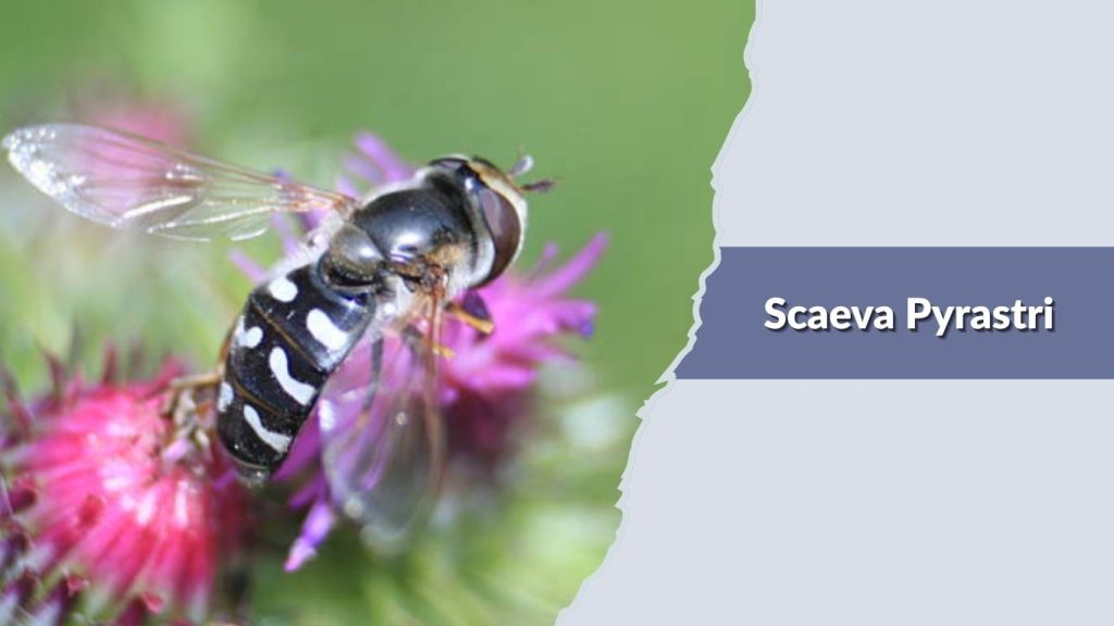 Scaeva Pyrastri