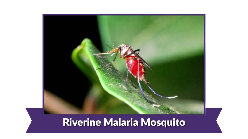 Riverine Malaria Mosquito