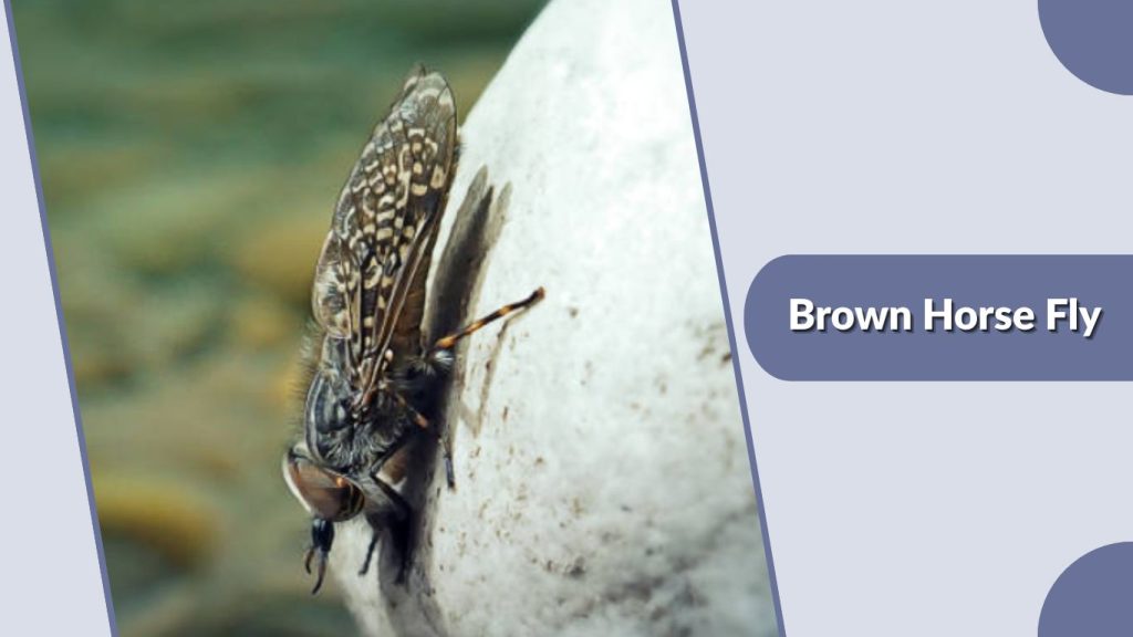 Brown Horse Fly