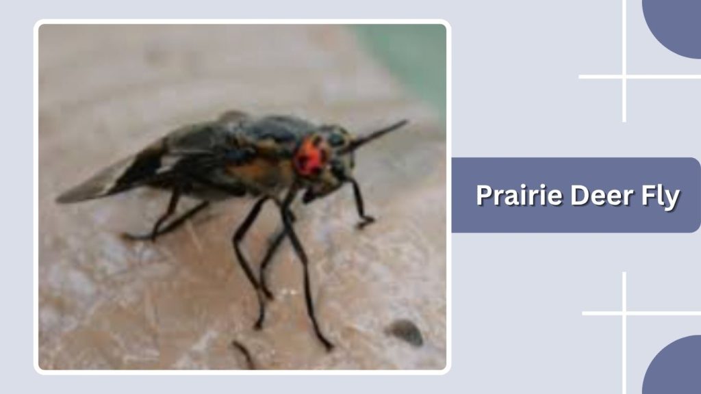 Prairie Deer Fly