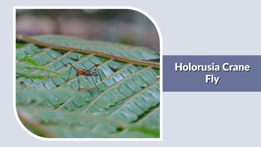 Holorusia Crane Fly