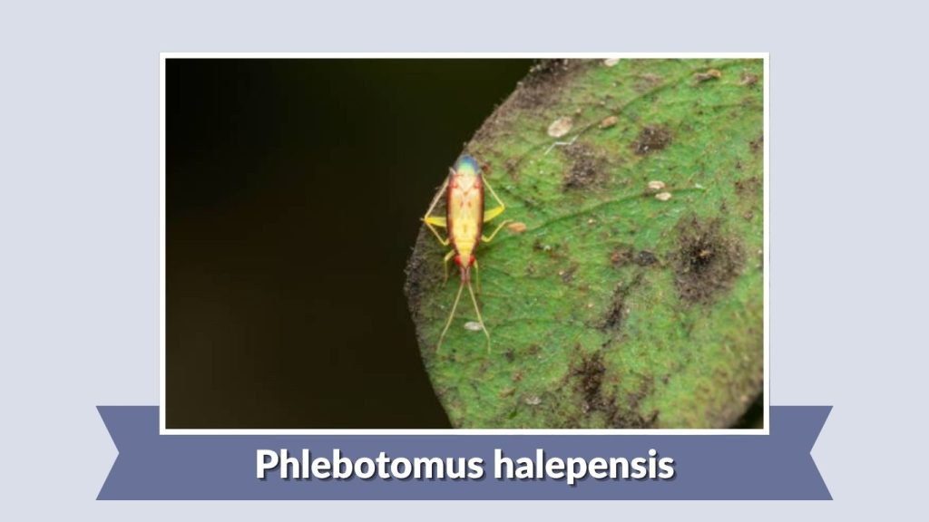 Phlebotomus halepensis