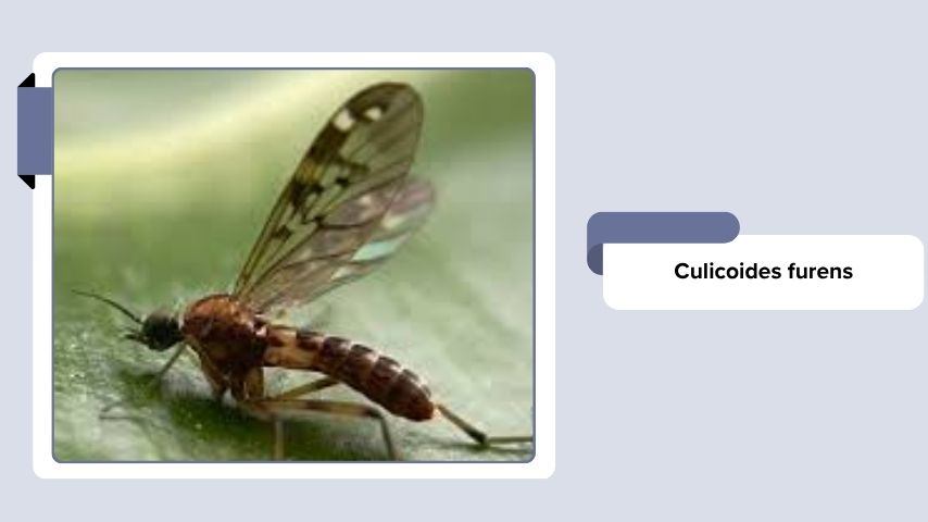 Culicoides furens