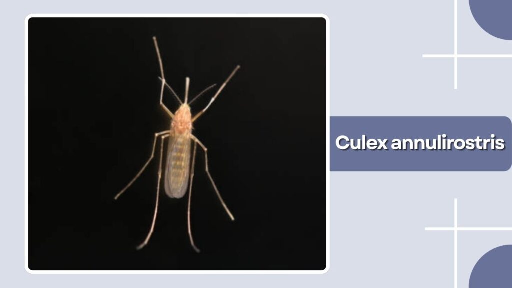Culex annulirostris