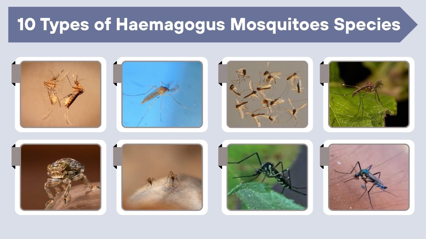 10 Types of Haemagogus Mosquitoes Species With Identification & Facts