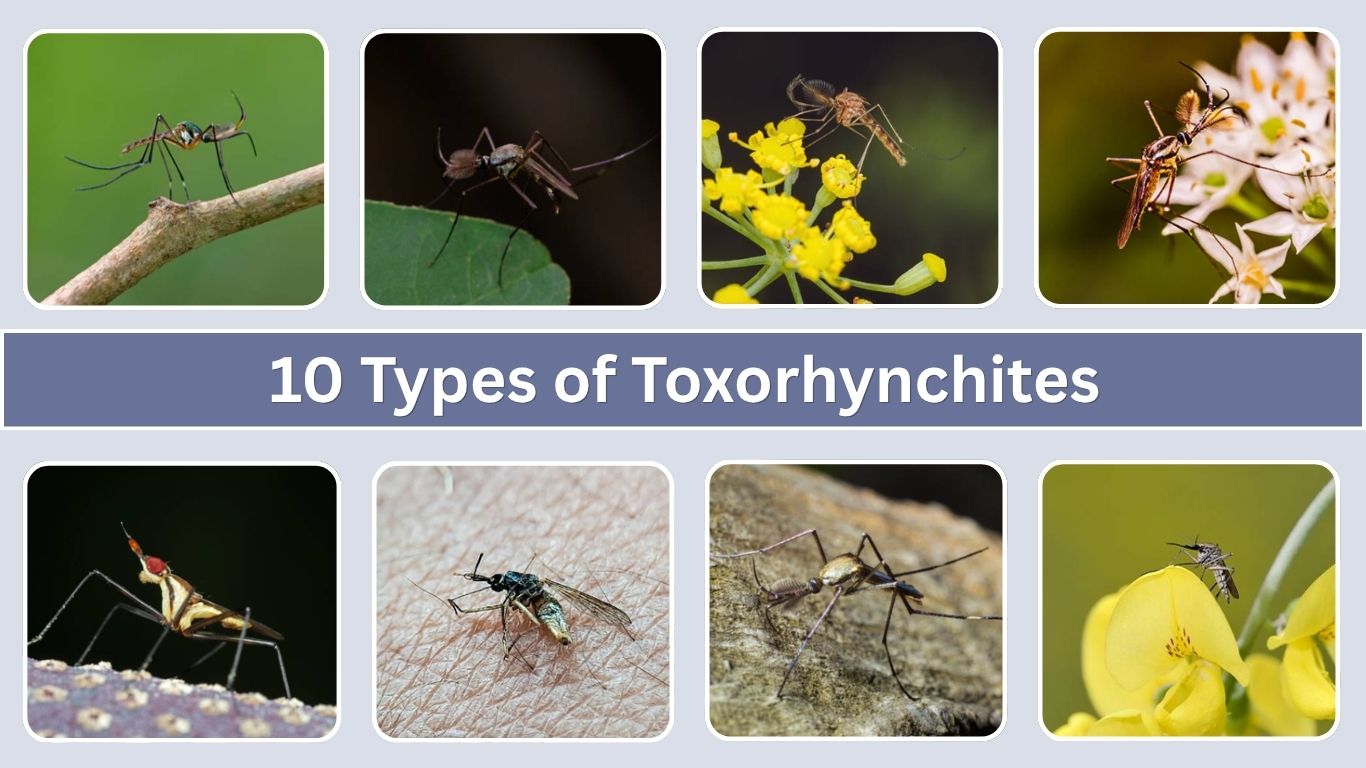 10 Types of Toxorhynchites (Elephant Mosquitoes) ID & Pic