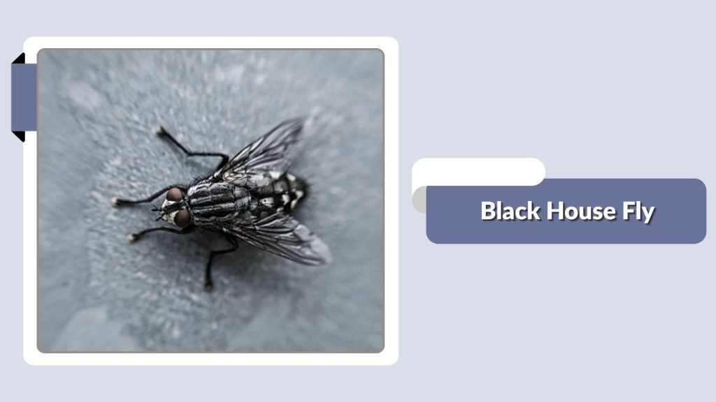 Black House Fly